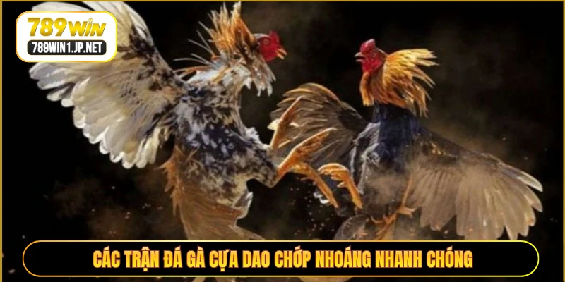 Các trận đá gà cựa dao chớp nhoáng nhanh chóng