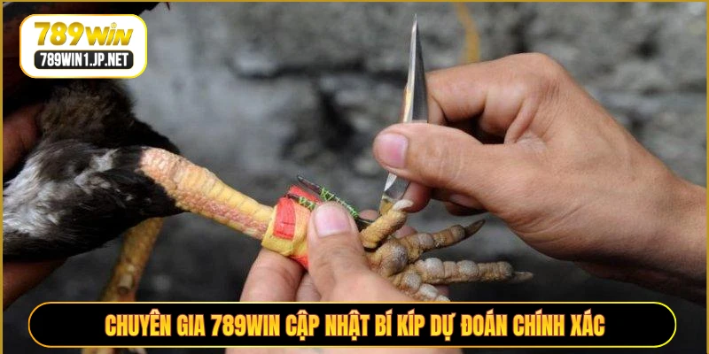 Chuyên gia 789WIN cập nhật bí kíp dự đoán chính xác