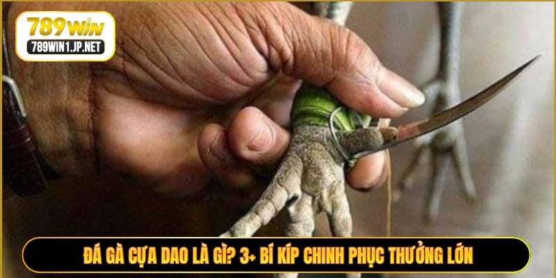 Đá Gà Cựa Dao Là Gì? 3+ Bí Kíp Chinh Phục Thưởng Lớn