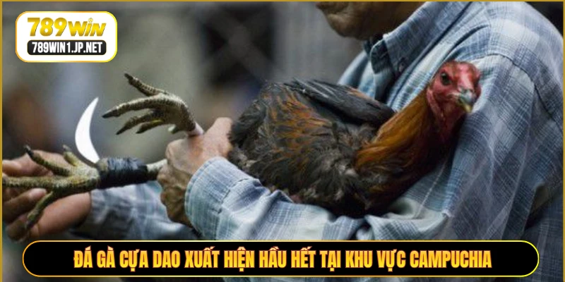 Đá gà cựa dao xuất hiện hầu hết tại khu vực Campuchia