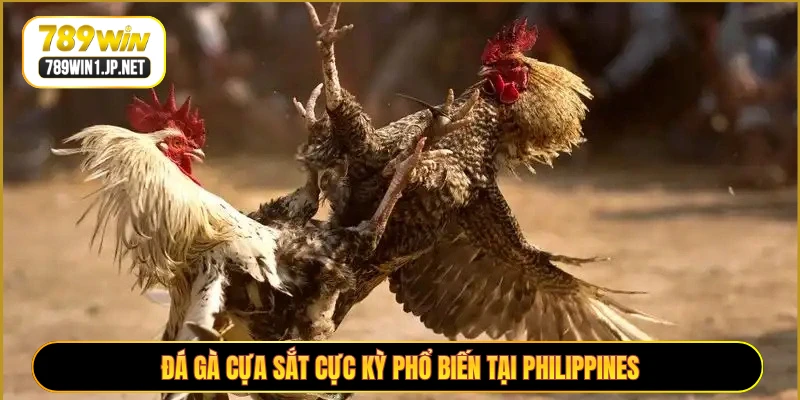 Đá gà cựa sắt cực kỳ phổ biến tại Philippines