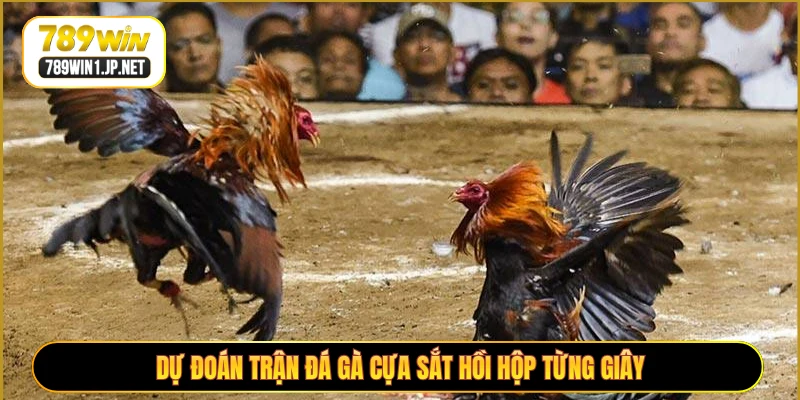 Dự đoán trận đá gà cựa sắt hồi hộp từng giây