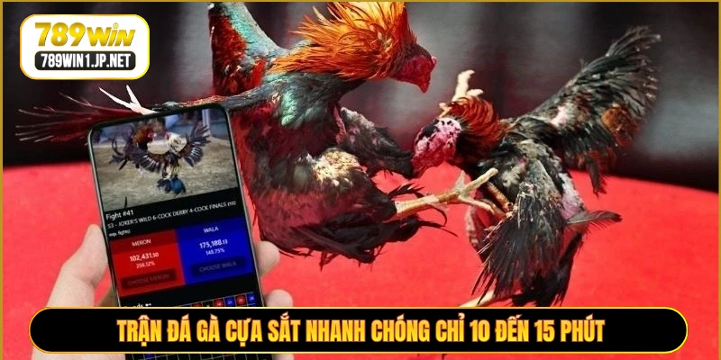 Trận đá gà cựa sắt nhanh chóng chỉ 10 đến 15 phút