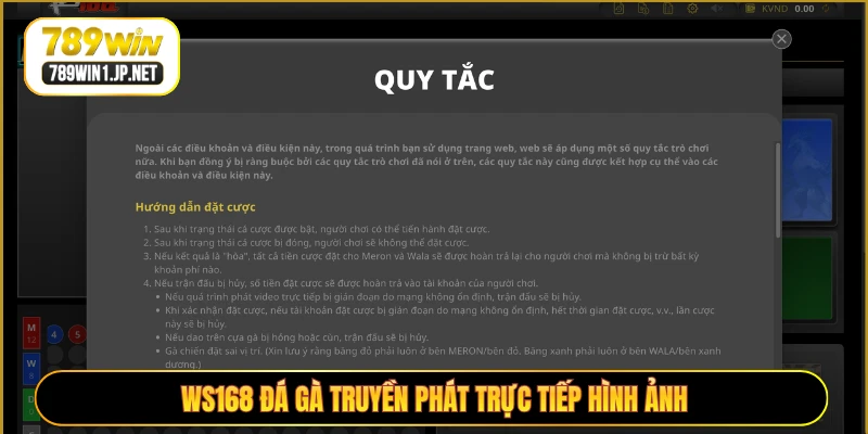 WS168 đá gà truyền phát trực tiếp hình ảnh